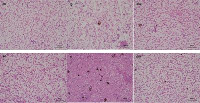 Potential treatment of glutathione in bullfrogs with abnormal hepatic lipid metabolism revealed by hepatic lipid metabolism and serum metabolomics analysis